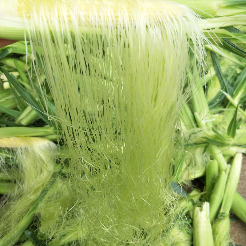 广西横县新鲜玉米须茶农家种植现剥现发玉米笋须500g 新鲜玉米须500g