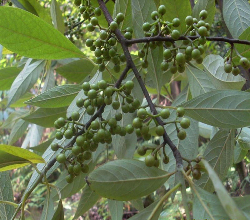 伟博野生中药材山胡椒根 牛筋条根 牛筋树根 红叶柴 黄金柞 500克干品