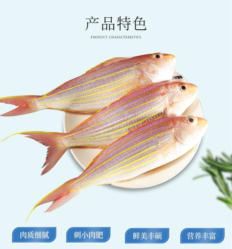 海釣金絲魚新鮮紅杉魚海捕紅三魚海魚冷凍鮮活金線魚廣東省專拍金線魚