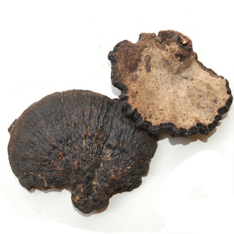 云南林下薄树灵芝农户深山自挖自采薄树芝整支椴木薄盖灵芝纹理清晰