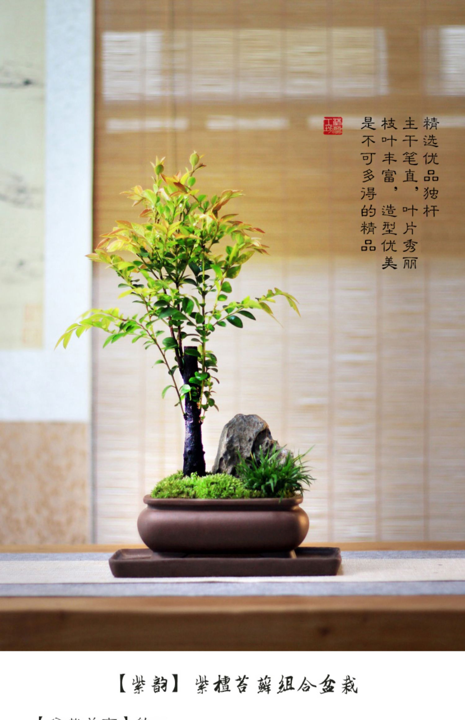 小叶紫檀黑骨茶山水盆景菖蒲盆栽办公室茶桌办公桌面室内好养绿植 多