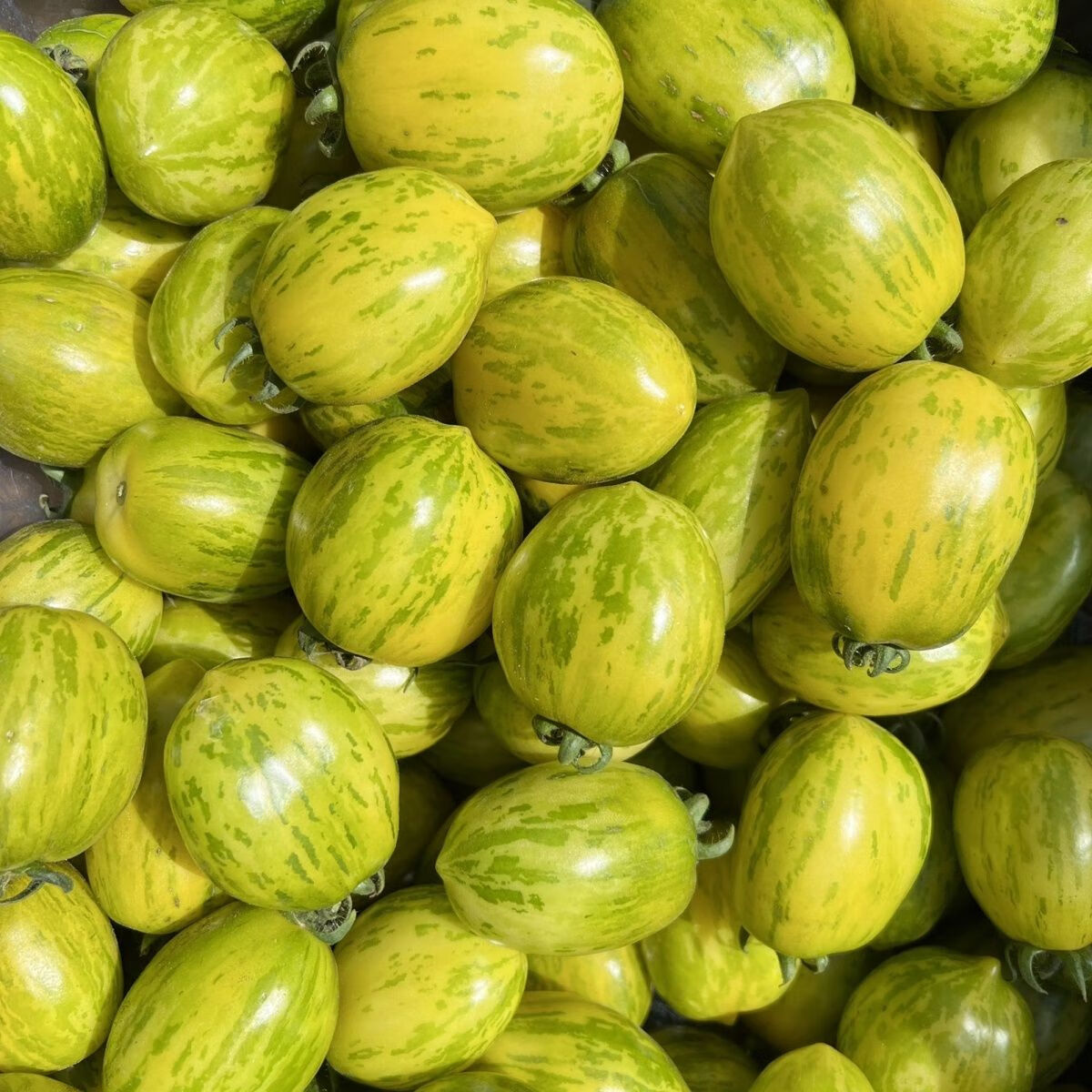 早告白东北虎皮柿子花皮球柿子黄皮球小园蔬菜孕妇解馋酸甜水果 【现