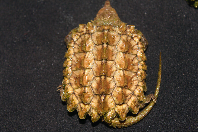 2020进口大鳄龟 原色淡彩黄金gold钓鱼龟 黄金大鳄龟苗活体 原色严格