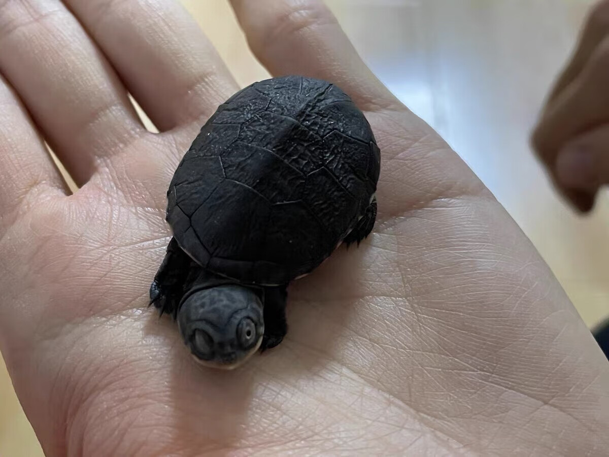 西非龟苗活体西非侧颈龟活体沼泽龟苗活体沼泽侧颈 轻微瑕疵西非猪