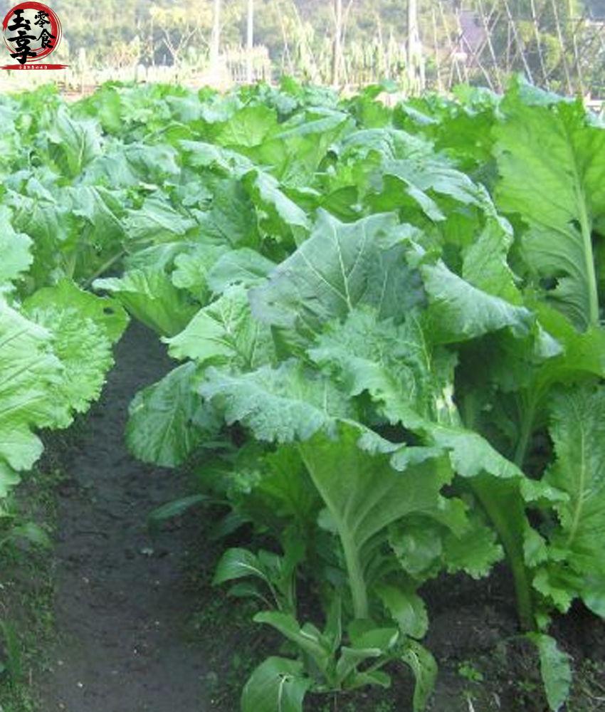 临川菜梗2020年新鲜菜梗正宗临川菜梗芥菜梗辣下饭菜江西抚州特产