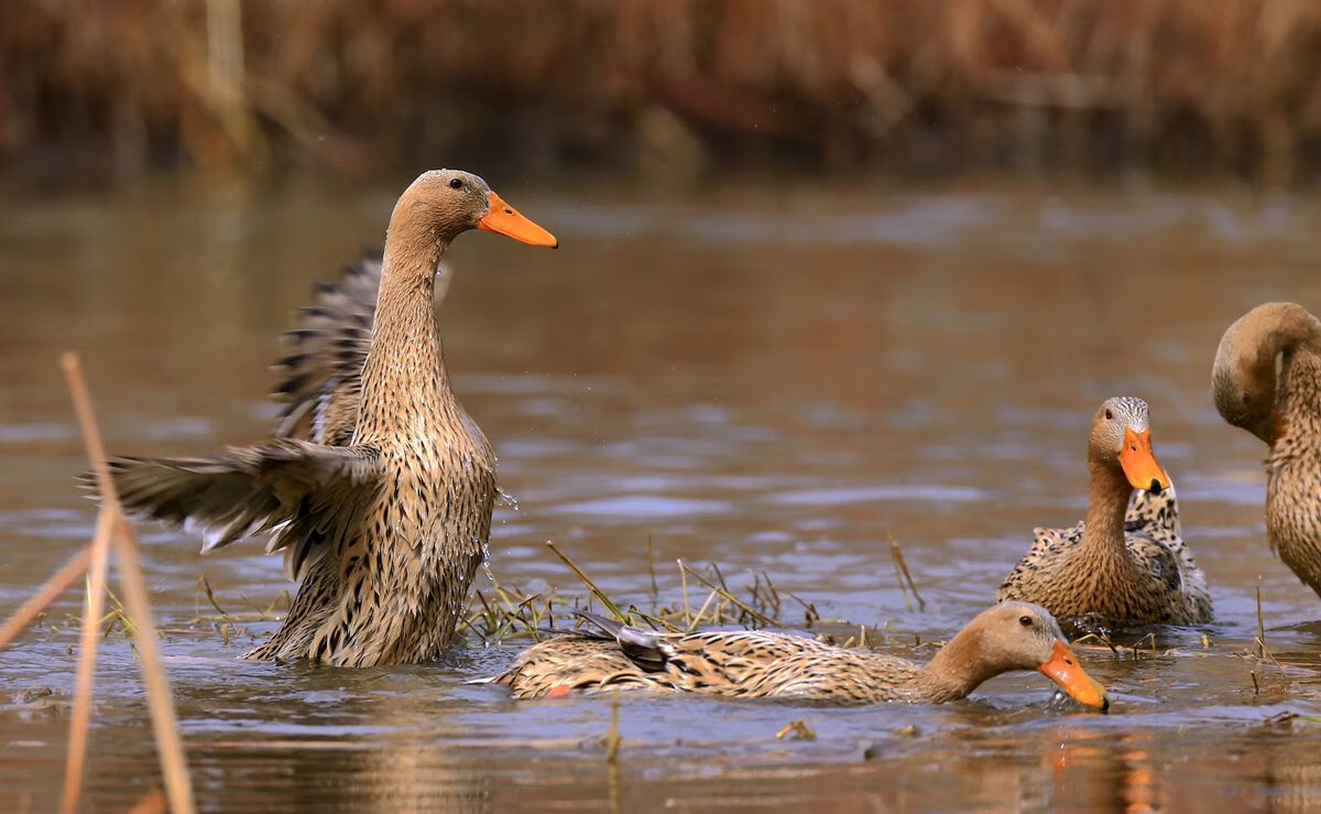 微山湖特产五香麻鸭烧鸭湖里放养麻鸭鸭肉微山特产礼盒2只装b【图片