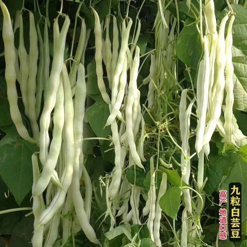 24小时发货白芸豆老来少白不老豆角种籽摘不败四季豆籽早熟高产蔬菜