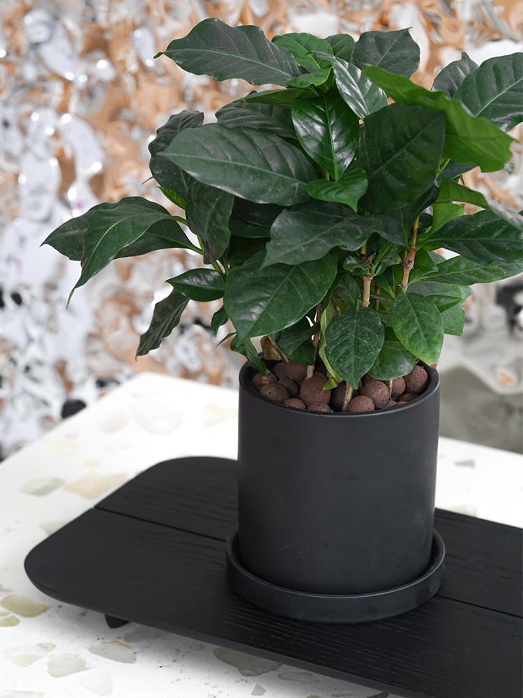麦桑荷室内桌面植物花卉咖啡树果树树苗办公室桌面盆栽 咖啡树(桶状
