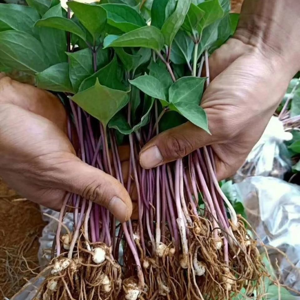 重楼苗 高杆七叶一枝花滇重楼苗,高产粉质重楼 一年苗200颗【带叶发货