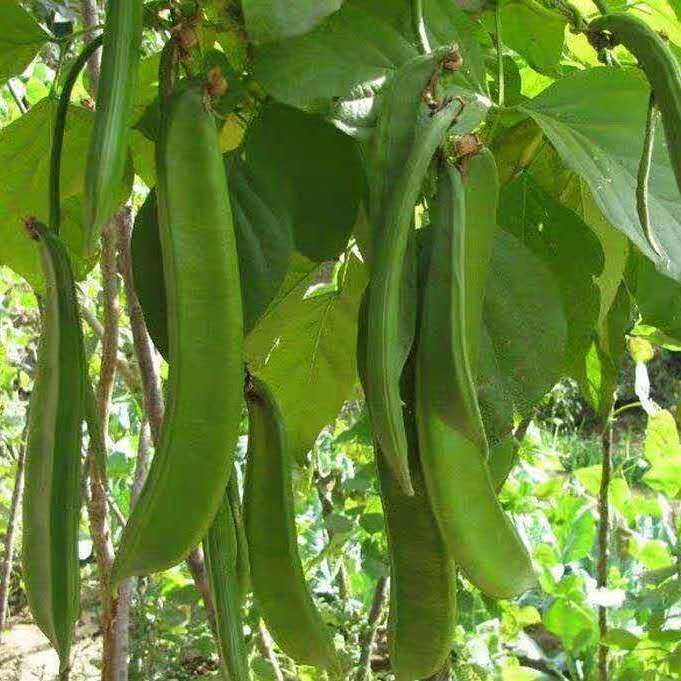 新鲜刀豆农家自种时令嫩青刀把豆江西蔬菜剁辣椒原料 2斤(精品)【图片