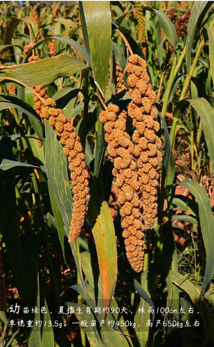 寿禾 谷种小米种子稻谷红谷黄谷子香糯小米小黄米黑谷褐米杂交抗旱