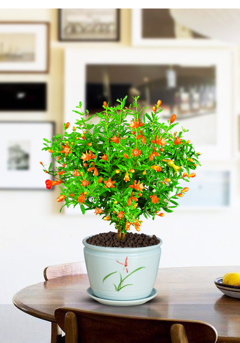 石榴花盆栽植物室内外庭院植物观赏果树苗可结果花卉植物4年苗带花苞