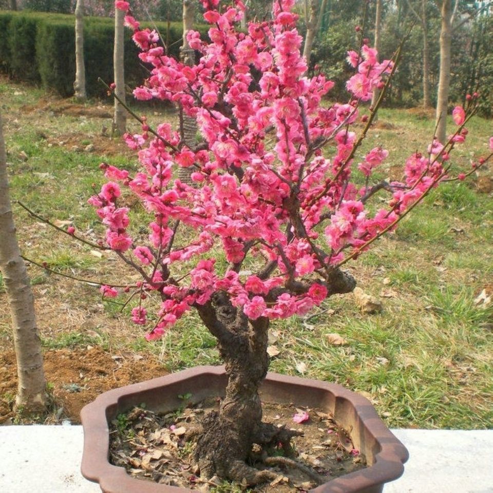 鹿凌青梅花盆栽老樁紅梅臘梅盆景樹苗好養花卉耐寒植物室內陽臺庭院