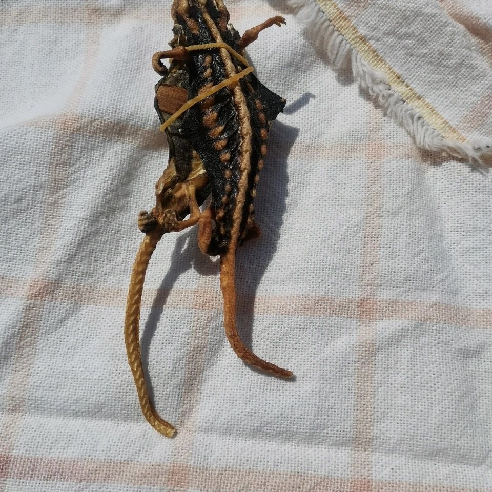 天然海蜥蜴泡酒料中药材药酒北海海宝海鱼强身健体海肾粉1对两只