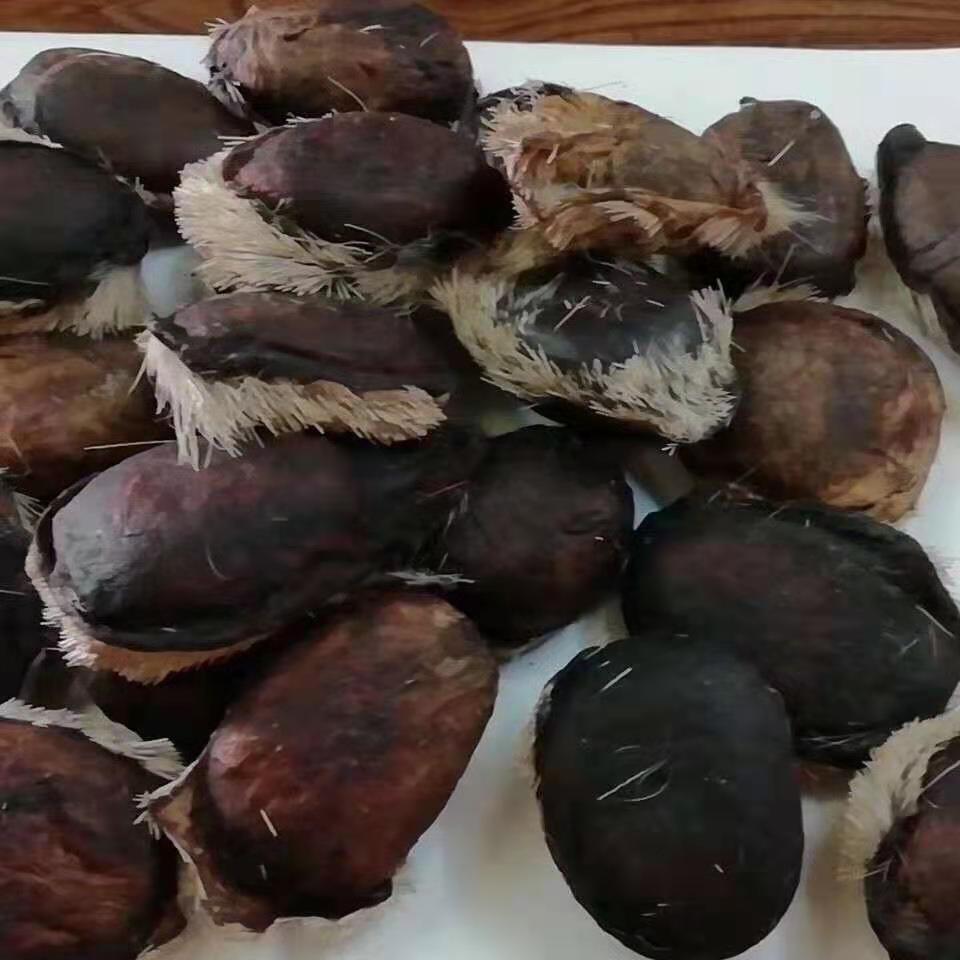 伟博麝香中药材西藏麝香高含量养殖麝香麝香粉仁药用麝香仁6年1克