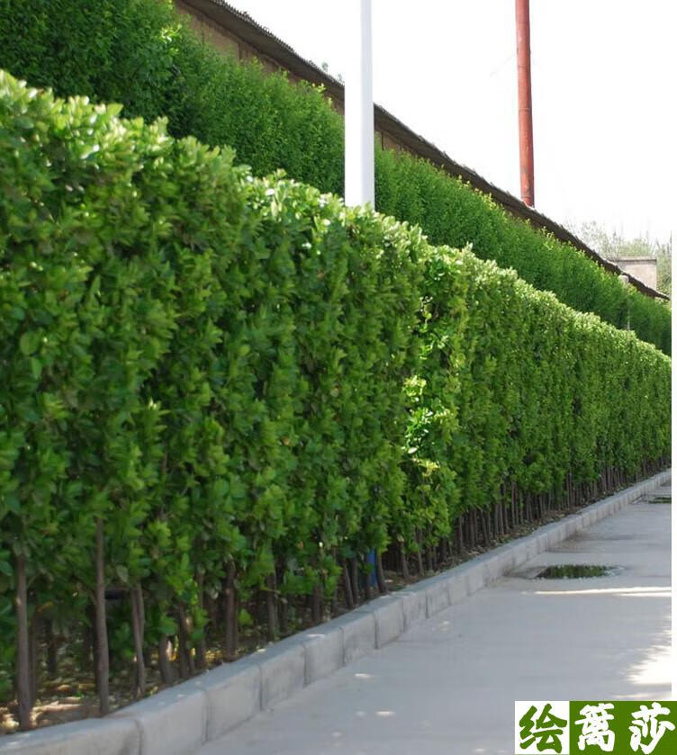 绘篱莎 围墙篱笆植物大叶北海道黄杨苗法国冬青苗树苗四季常青耐寒