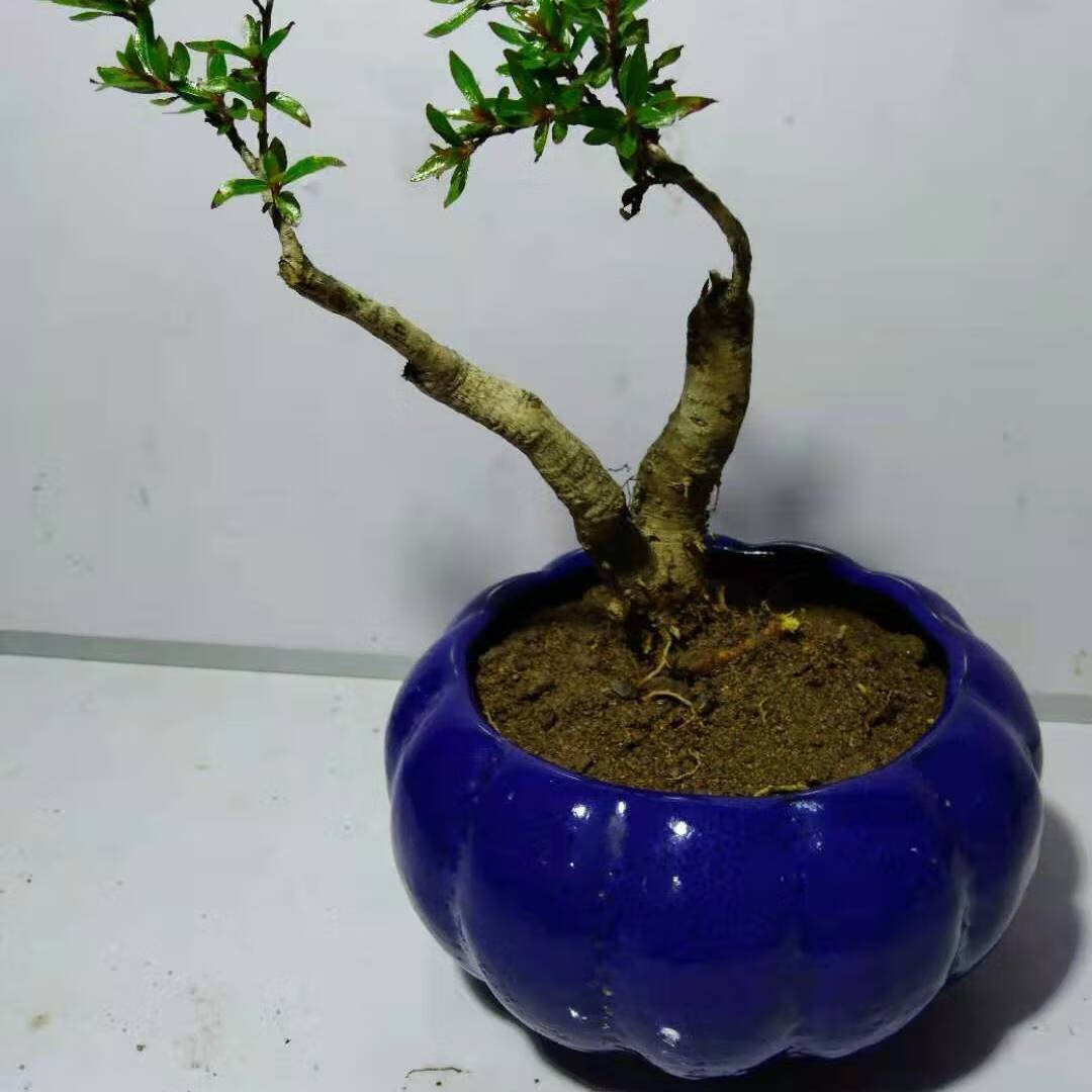 全场水杨梅盆景细水团水培河沙栽种 桩型随机(圆盆颜色随机)盆口8cm