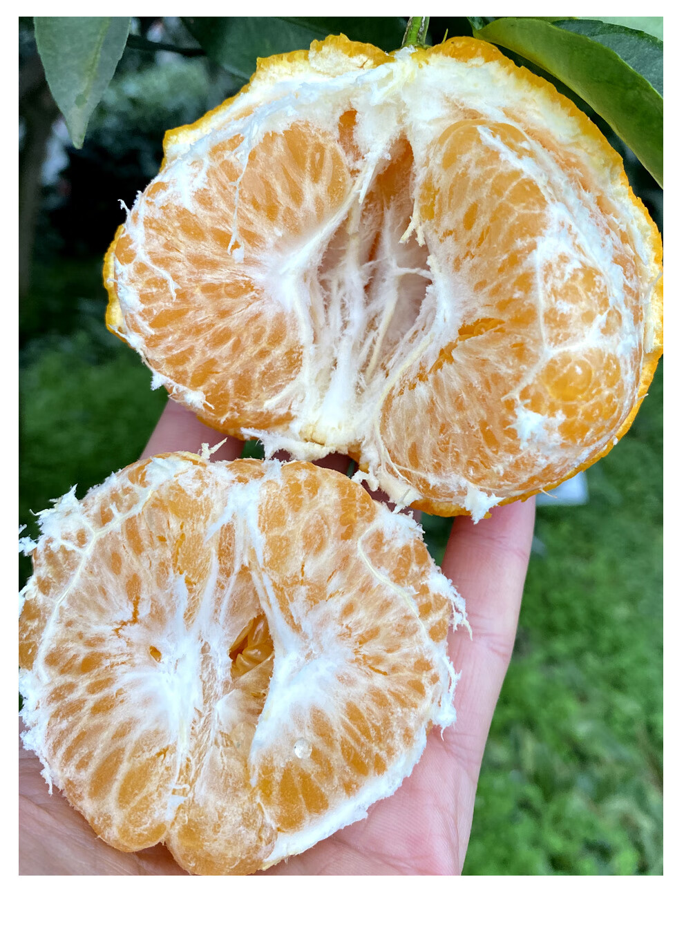耙耙柑视频播放器(耙耙柑高清图)