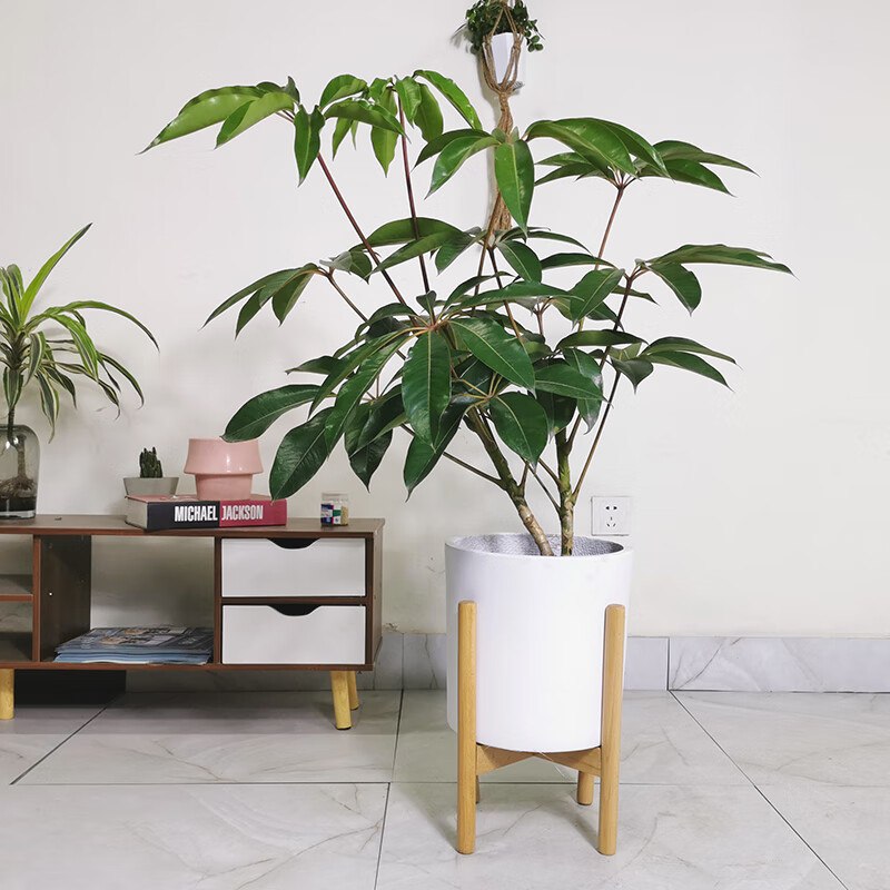 多瑙梦招财树老桩日本大叶伞绿植客厅植物大型北欧室内花卉盆栽耐阴好