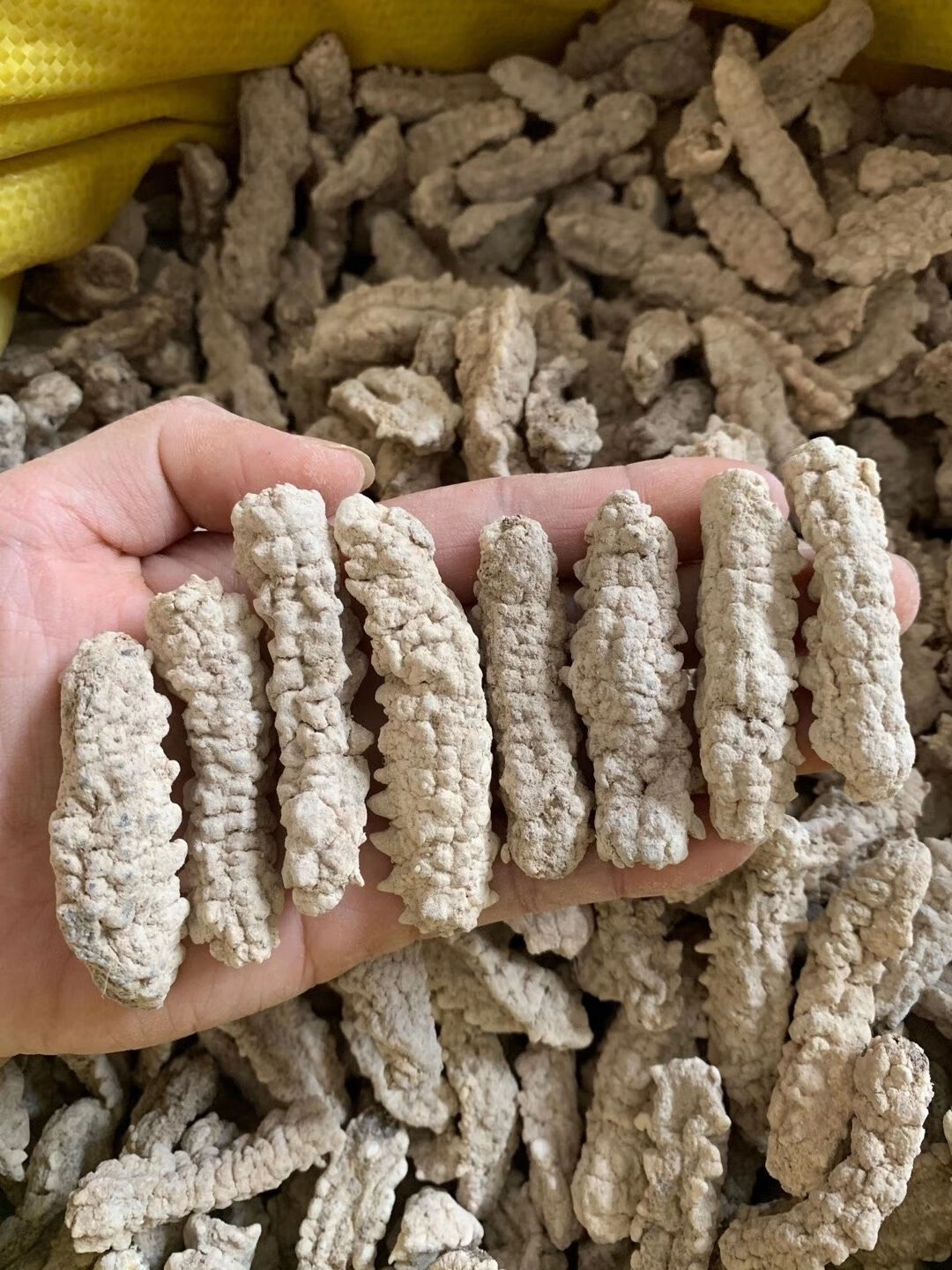 伟博黄玉参海参干货印尼黄肉参仔小黄玉参酒店食材用料非即吃辽参100g