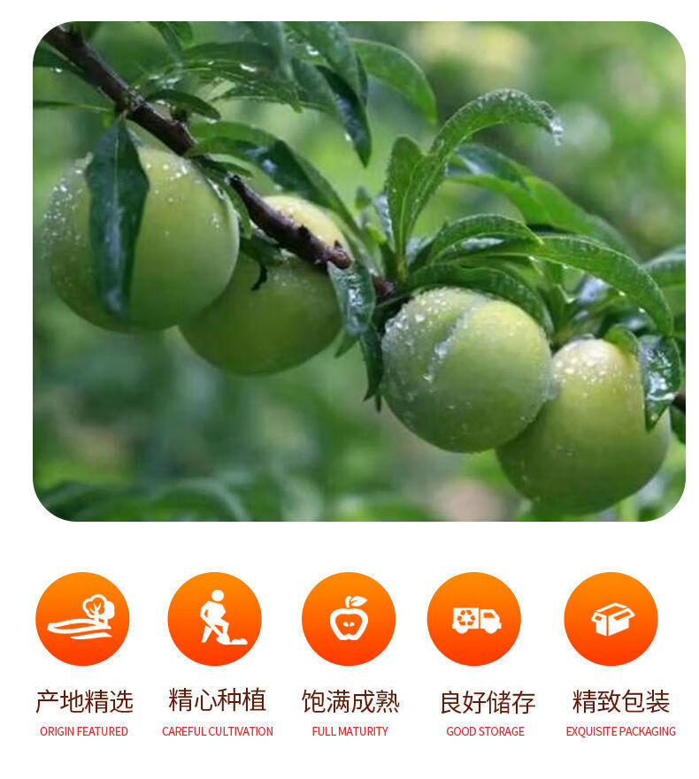 贵州特产现货新鲜清脆李子正宗大个江干李脆甜脱骨李孕妇水果批发