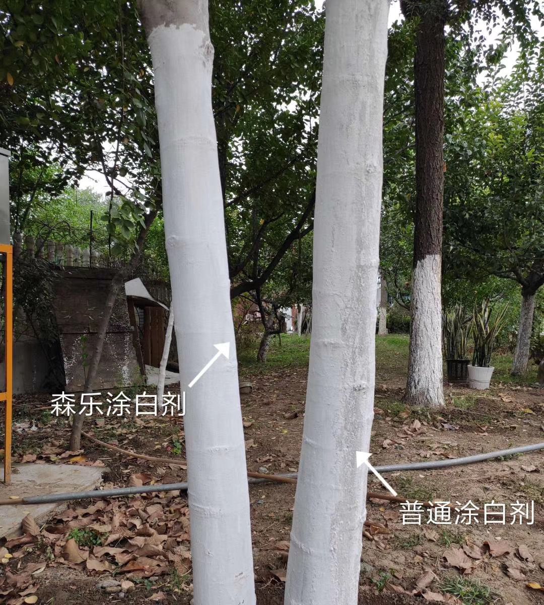园林树木涂白剂公园绿化大树干涂白果树绿植刷白防虫防寒防冻杀菌500