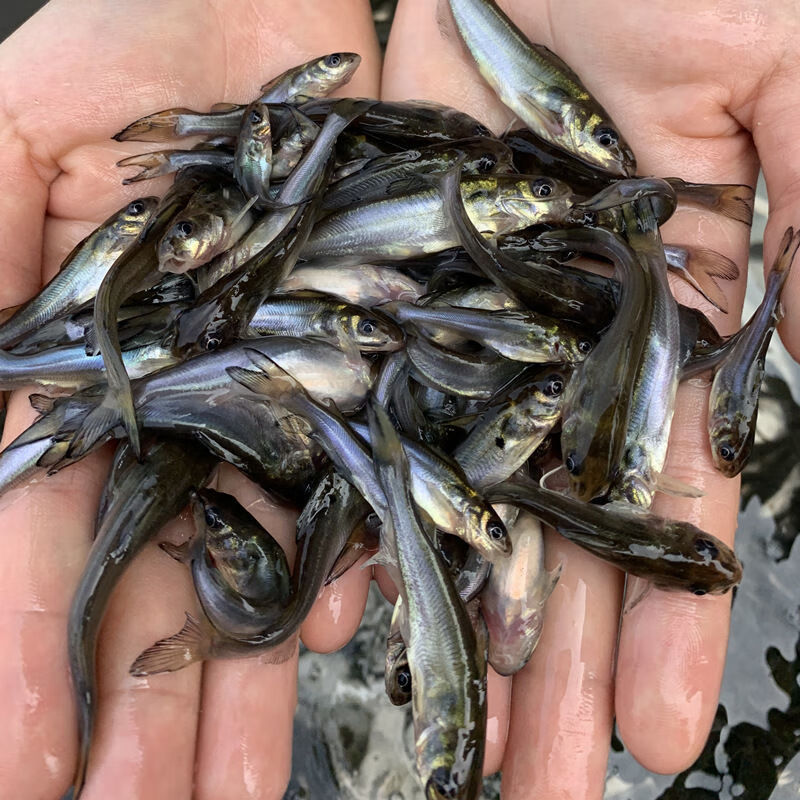 斑点叉尾鮰小鱼苗淡水产好养殖食用活体本地耐活钳鱼梭边清江鱼 叉尾
