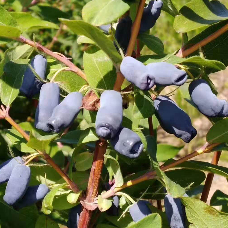 东北伊春野生蓝靛果山茄子新鲜蓝莓羊奶子果黑瞎子果2斤装套餐二
