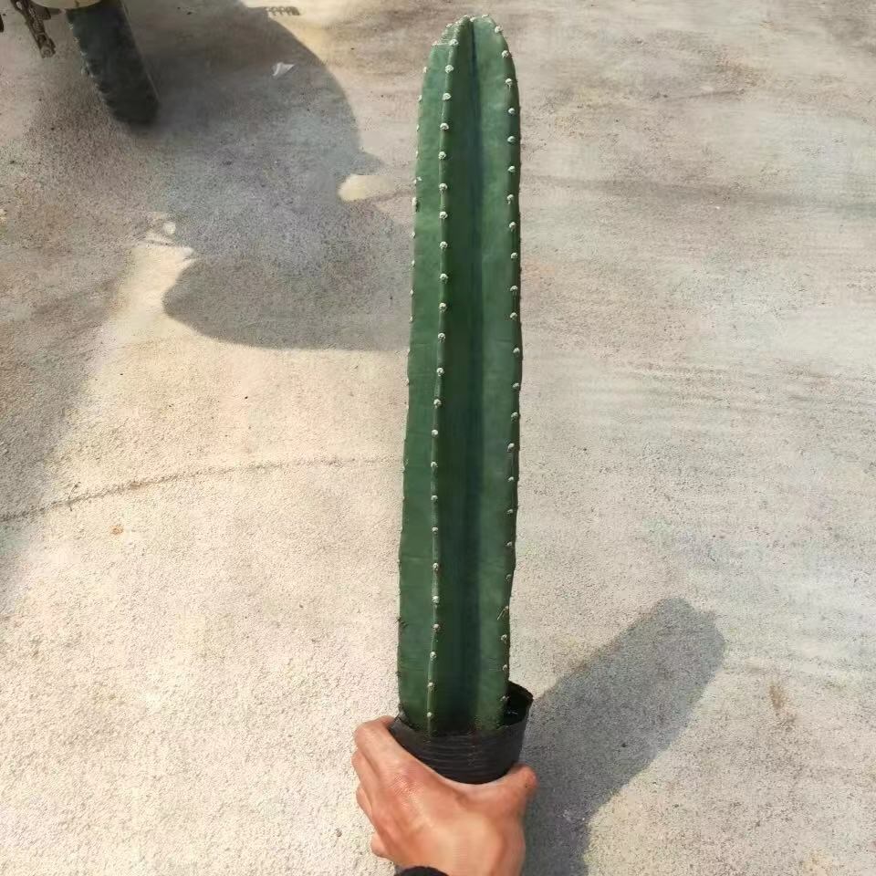 多瑙梦巴西铁柱量天尺仙人柱无刺天轮柱室内阳台大型开花认栽满154050