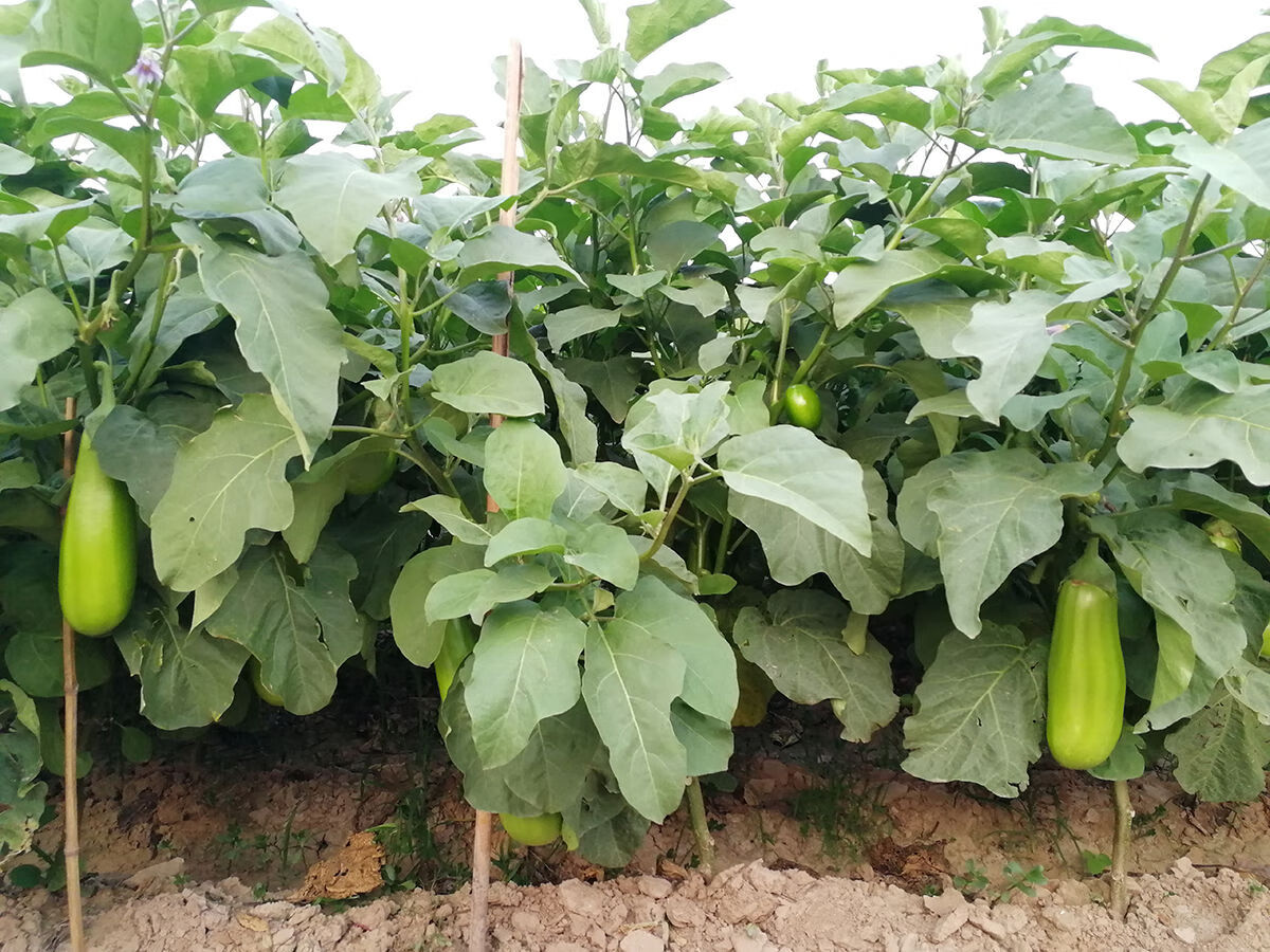 河南特产青茄子新鲜绿茄子圆茄子新鲜蔬菜绿皮茄子农家自种2斤5斤