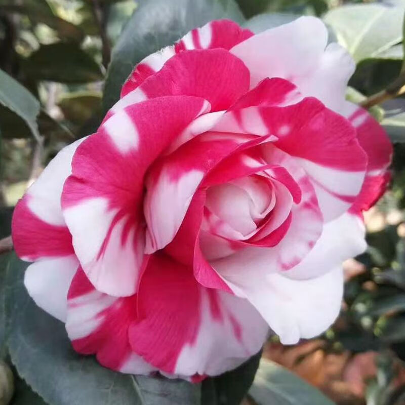 吉普赛女郎永福镇稀有名贵茶花品种苗盆栽高杆苗适合露天地栽盆栽庭院