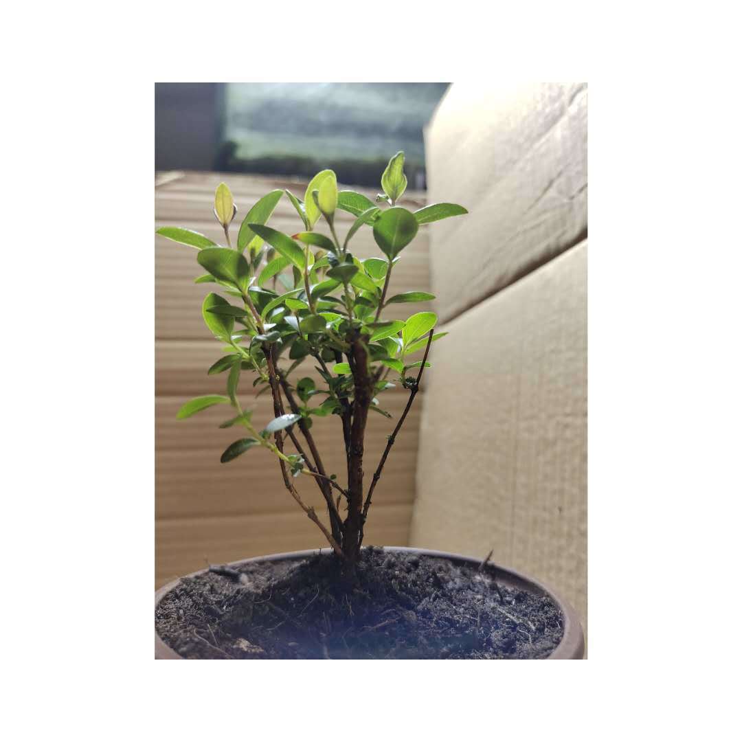 新鲜山捻子桃金娘盆栽稔子树木观叶观花植物盆景易种植成活花灌木