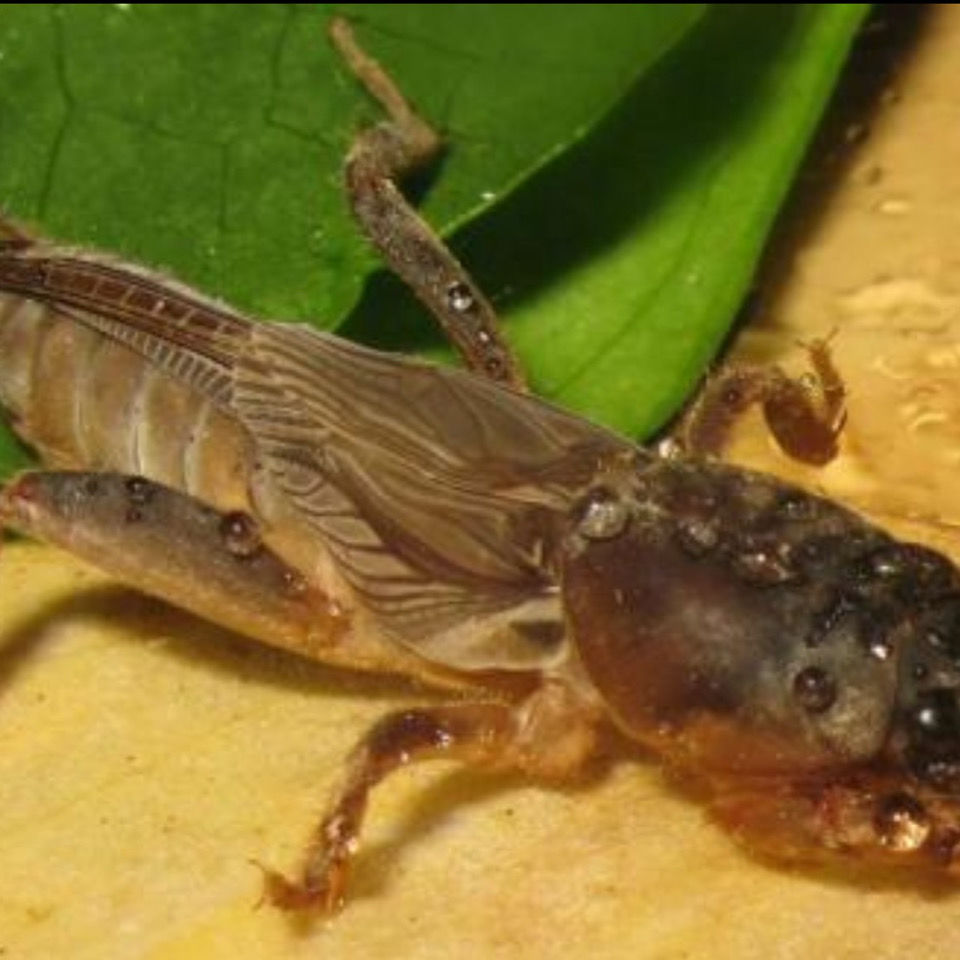 伟博活体蝼蛄蝼蛄活体昆虫拉拉蛄土狗子拍下现抓包活昆虫用宠物晒干的