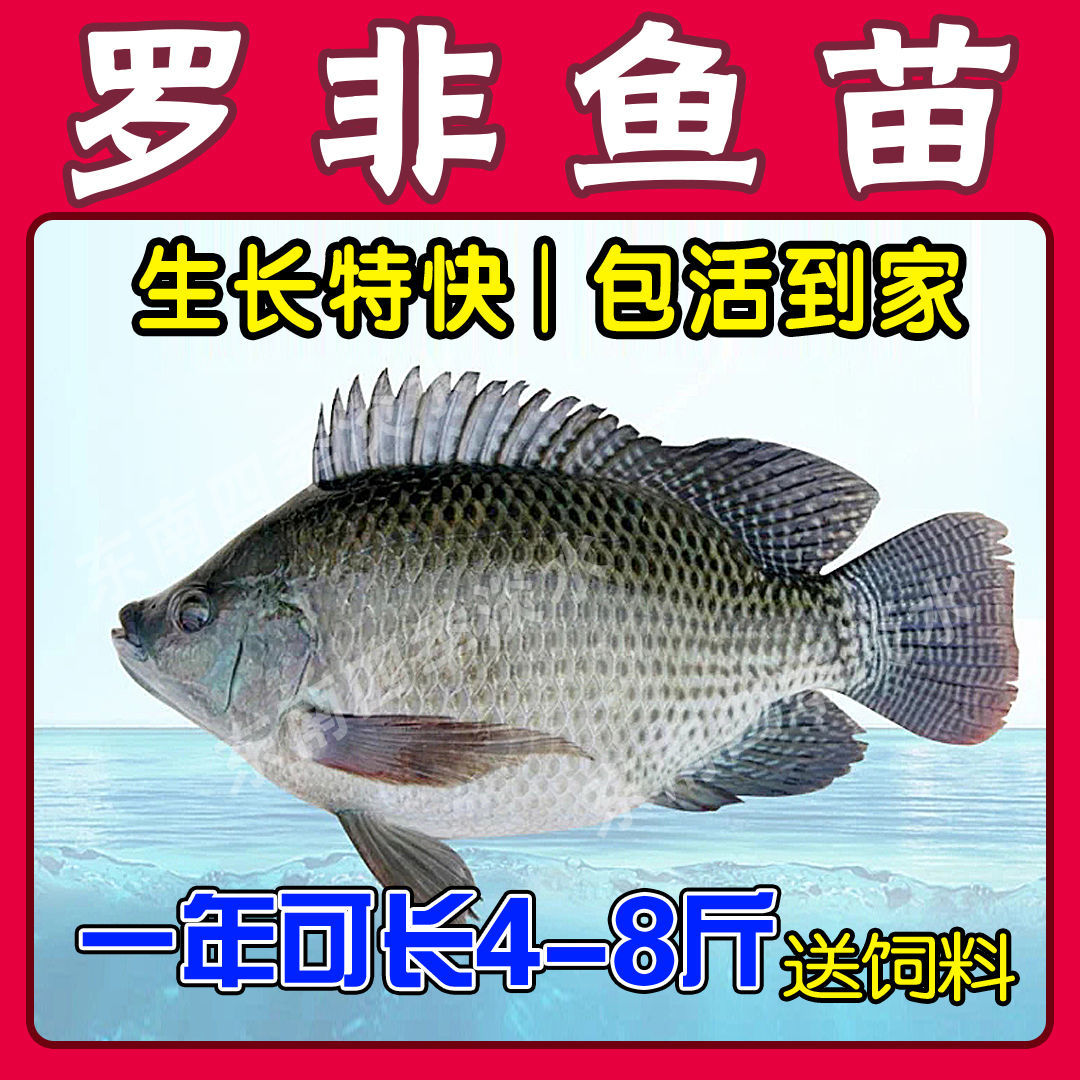 荣郁优质兴国红鲤荷包红鲤鱼苗可食用可观赏淡水养殖活体包活草鱼花鲢