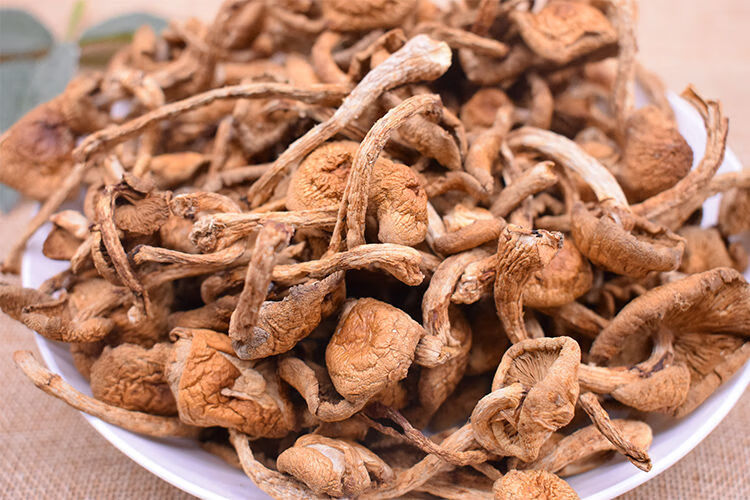 东北滑子蘑菇新货滑子菇特产干货新货小黄蘑菇无根小