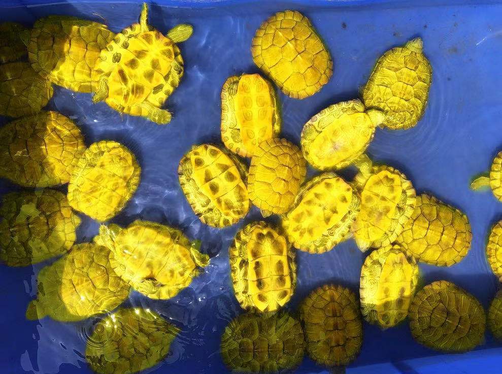 kjhgf黄金龟小乌龟活体小宠龟龟情侣龟宠物龟活物巴西龟观赏龟23厘米