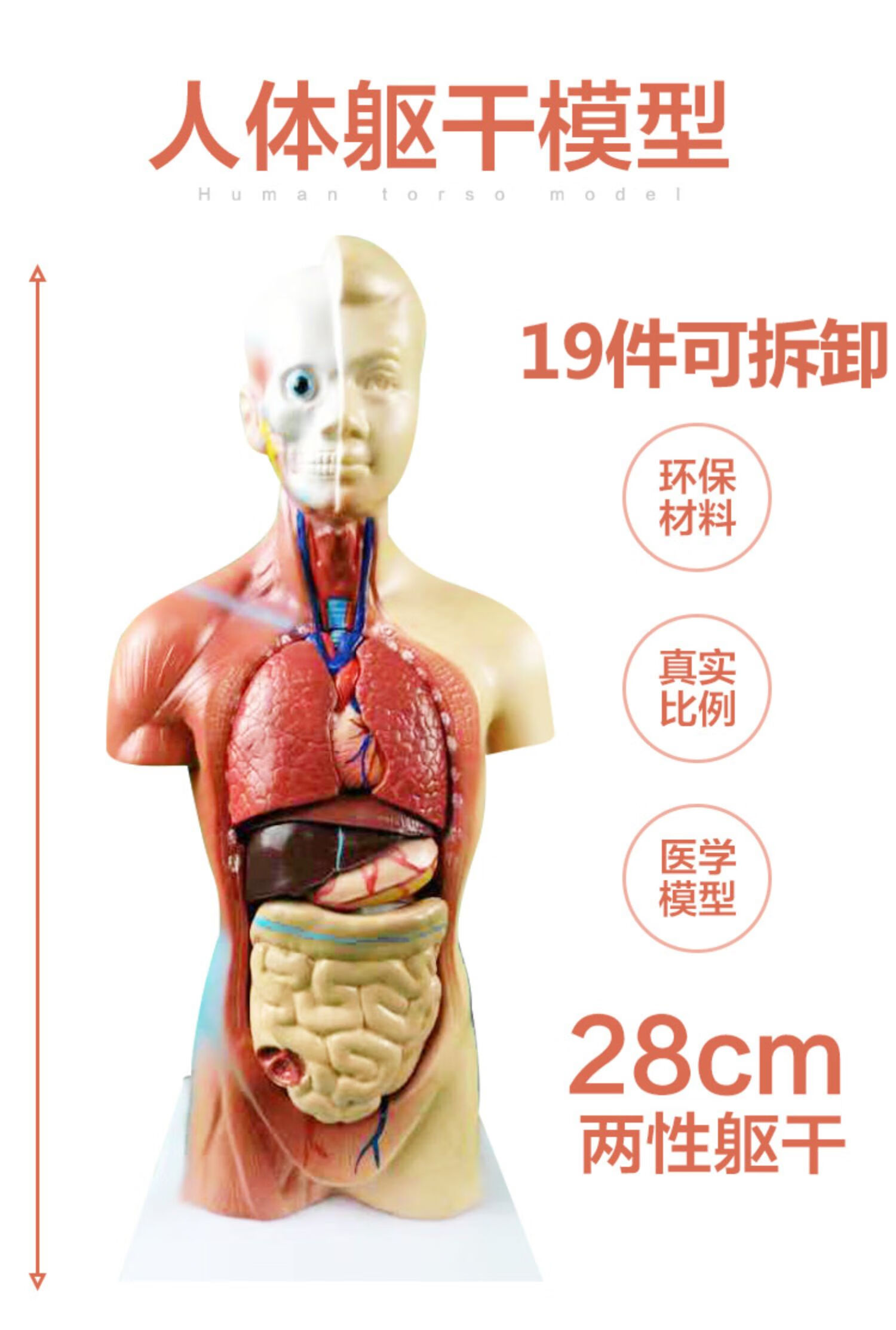 人体模型解剖心脏骨骼大脑全身结构医学器官儿童躯干玩具内脏拼图55cm