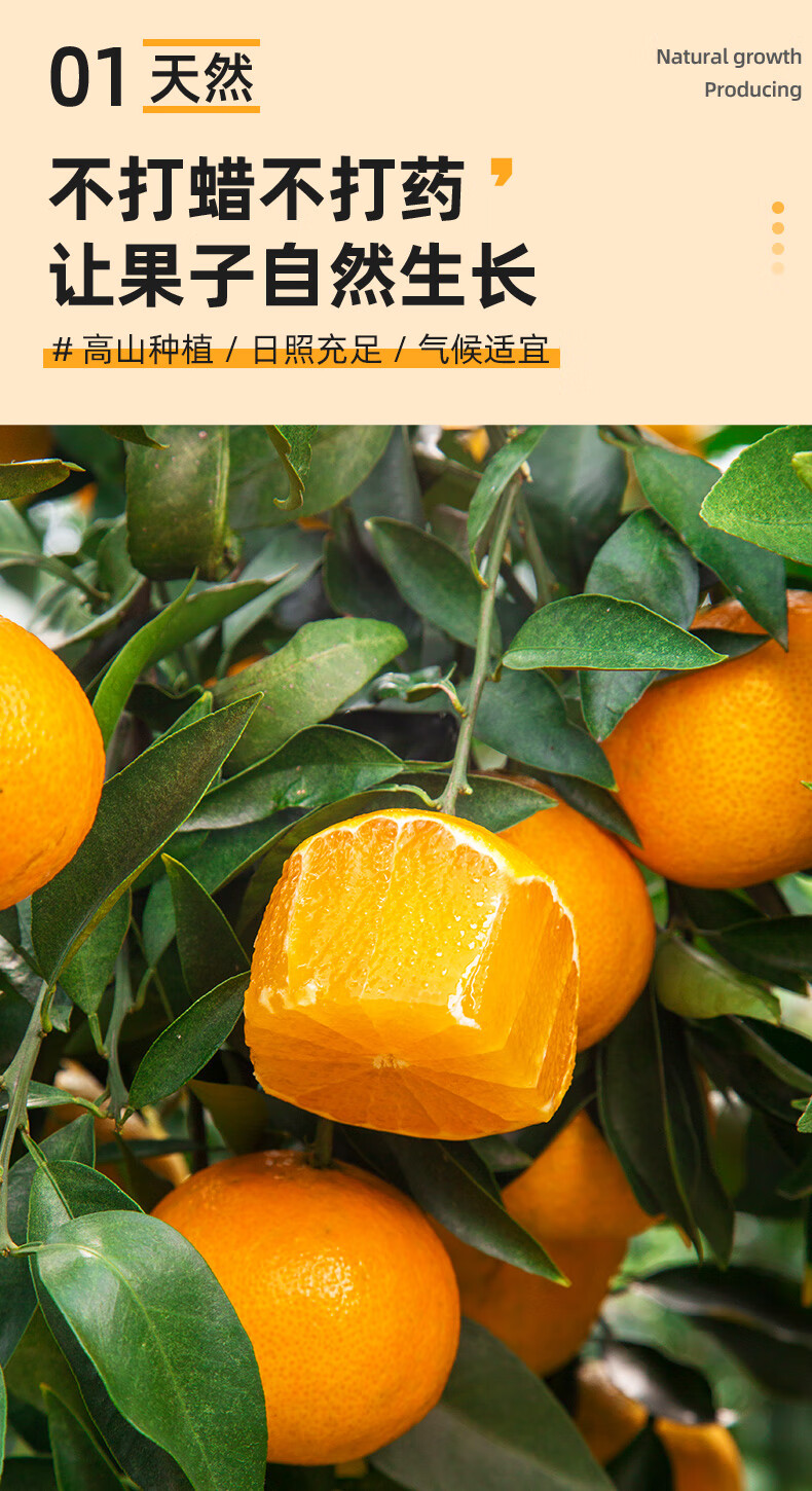 爱媛38号果冻橙 新鲜当季水果柑橘蜜甜桔子整箱时令生鲜 8斤大果(75
