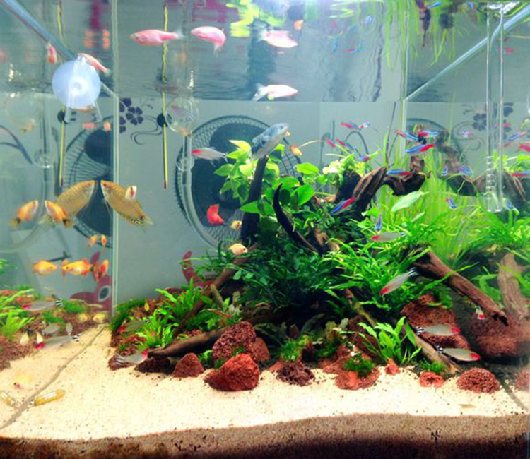 drontal 鱼缸造景火山石大块装饰假山原石天然红色火山岩水草莫斯草缸