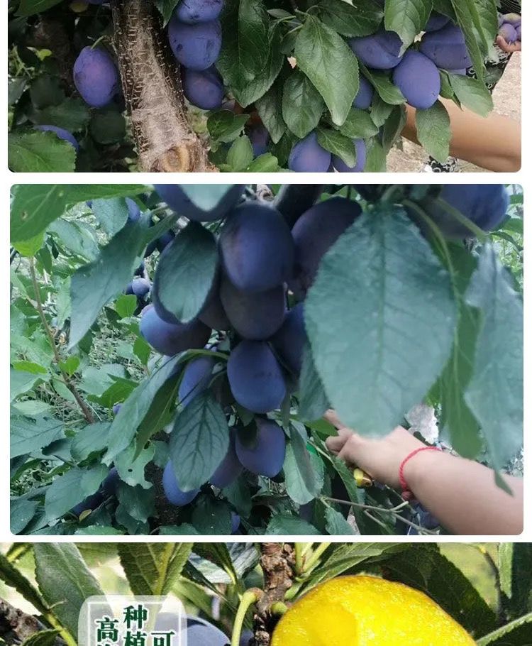 新鲜西梅【水果皇后】应季水果超甜纯甜孕妇新疆整箱李子四川汶川 纯