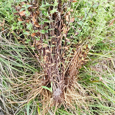 新货 野生药材龙胆草 苦胆草 龙胆红花云南深山农家采挖干货200g 野生