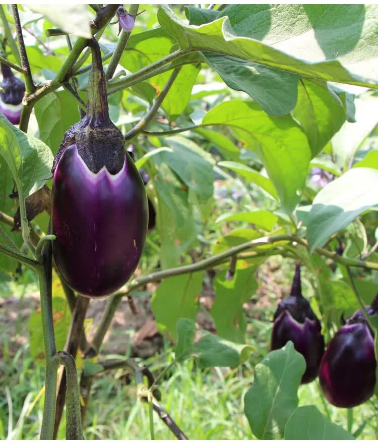媚调湖南本地圆茄子新鲜蔬菜 当季紫茄子5斤农家自种现摘现发坏果包赔