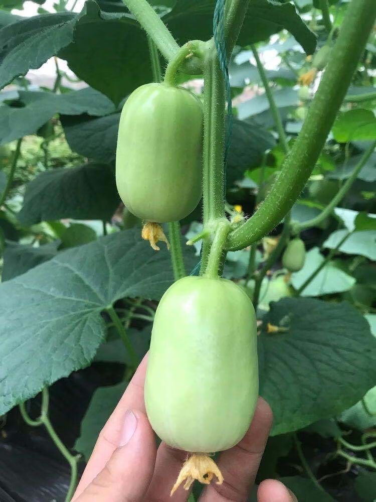 山东现摘玉女 圣女果生吃新鲜脆甜 小番茄 玉女黄瓜圣女果5斤超值装