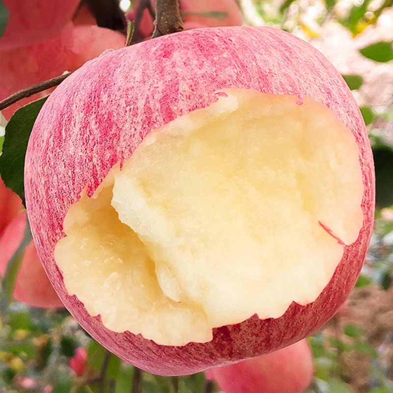 适用于顺丰速运山西运城红富士苹果当季脆甜冰糖心苹果45kg新鲜水果