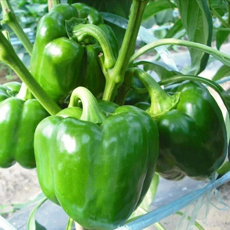 24小时发货特大甜椒种子大甜椒青椒灯笼椒菜椒辣椒种子阳台春秋冬季