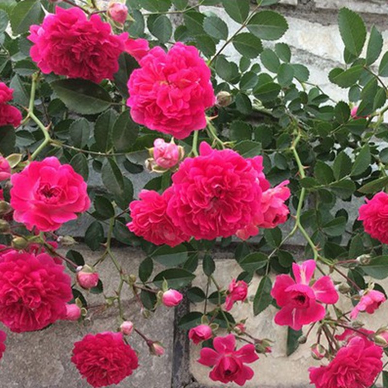 带花苞红罗莎莉无刺蔷薇月季爬藤植物庭院攀援垂吊花卉藤蔓植物盆栽