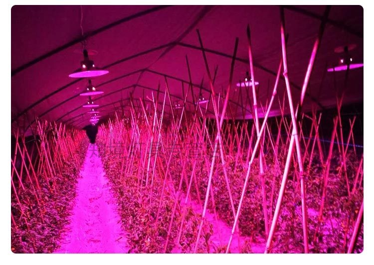 全光谱led植物生长灯温室大棚草莓黄瓜蔬菜菜椒西红柿菊花补光灯50w3