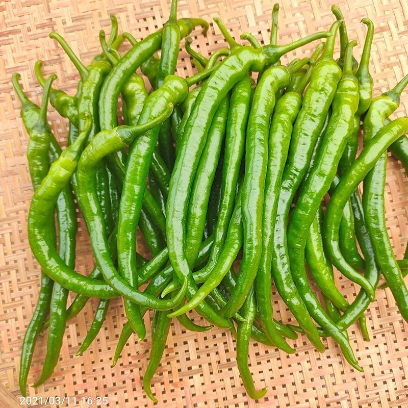 现摘新鲜线椒二荆条辣椒薄皮中辣广西农家种植蔬菜长尖椒新鲜香辣长