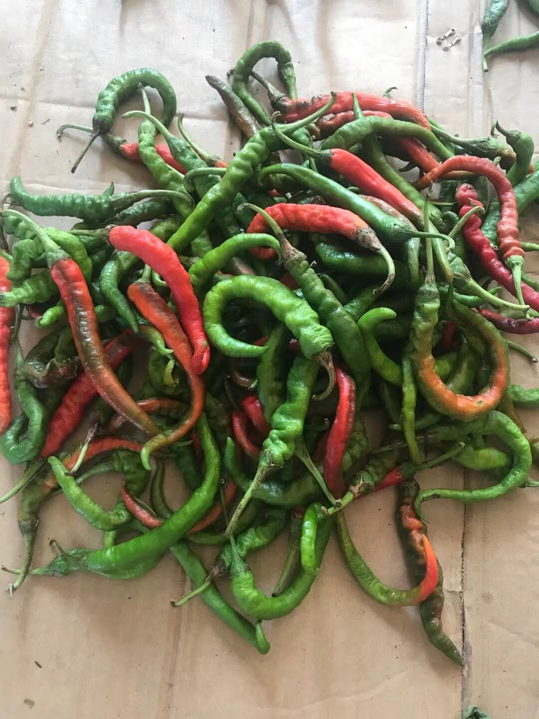 采缇邵阳本地辣椒湖南辣椒农家土辣椒辣椒线椒青红混发秋辣椒丑辣椒辣