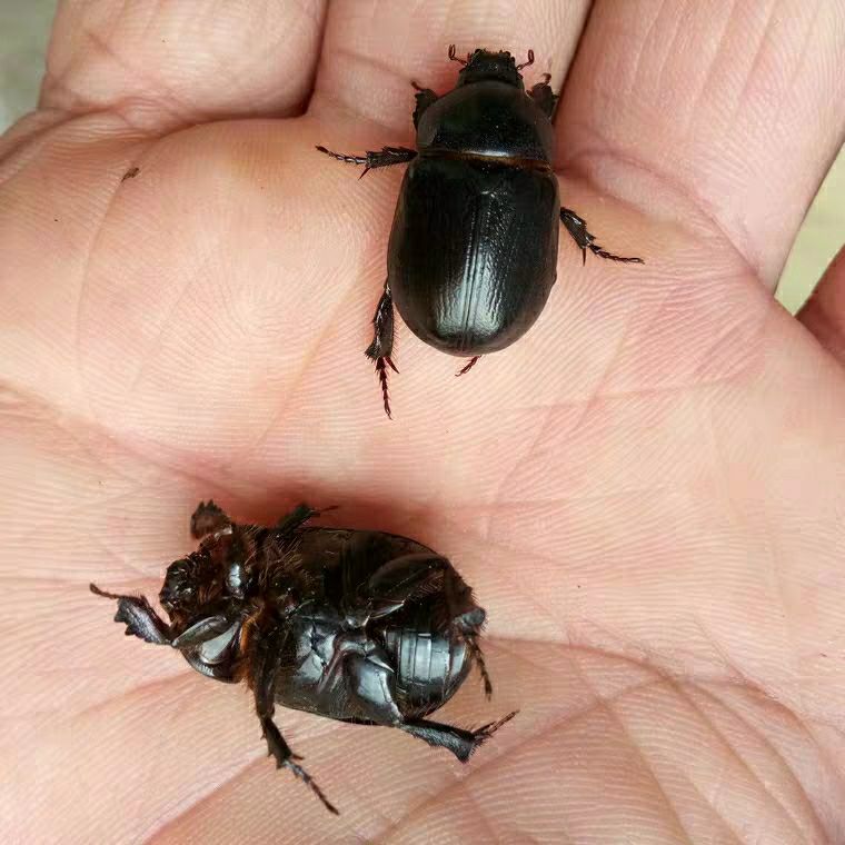 伟博瞎创子金龟子黑色新鲜瞎胖子速冻发货真空包装黑瞎创2斤速冻